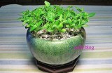 探索海角社区的苹果种植魅力与生态价值