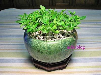 探索海角社区的苹果种植魅力与生态价值